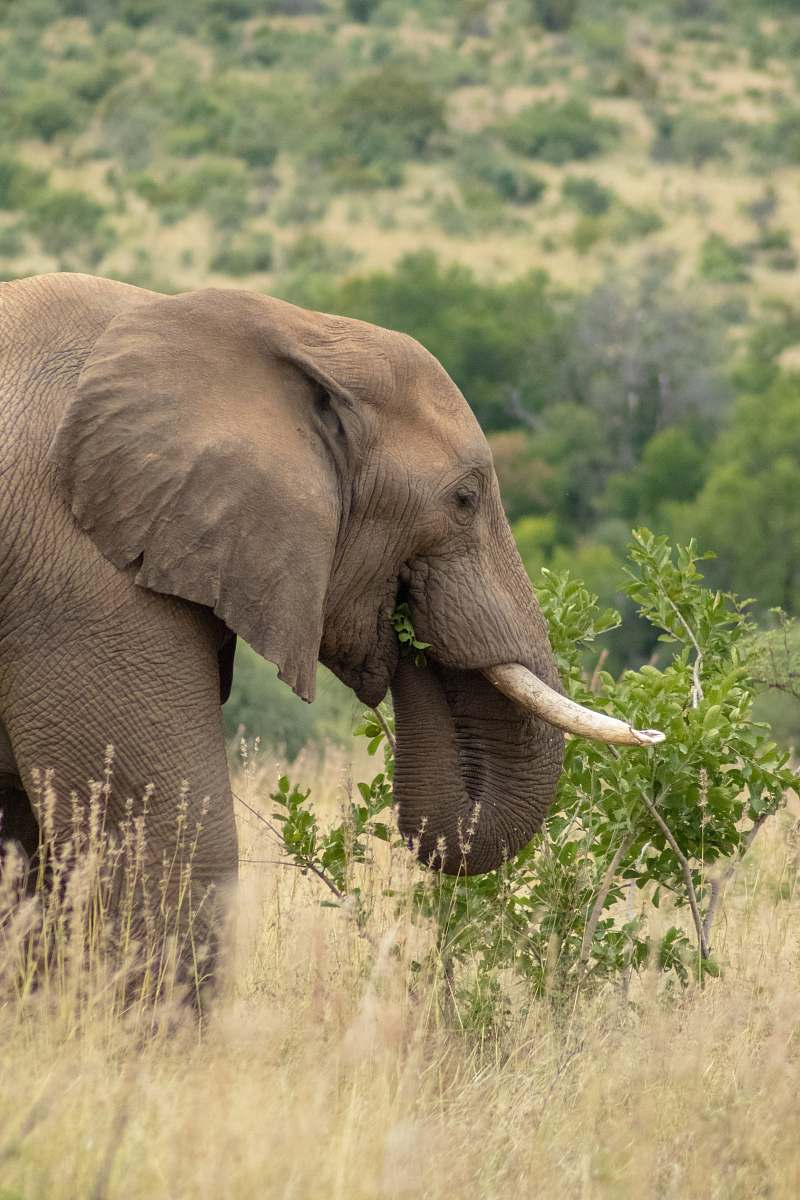 wildlife grey elephant grazing on open field elephant