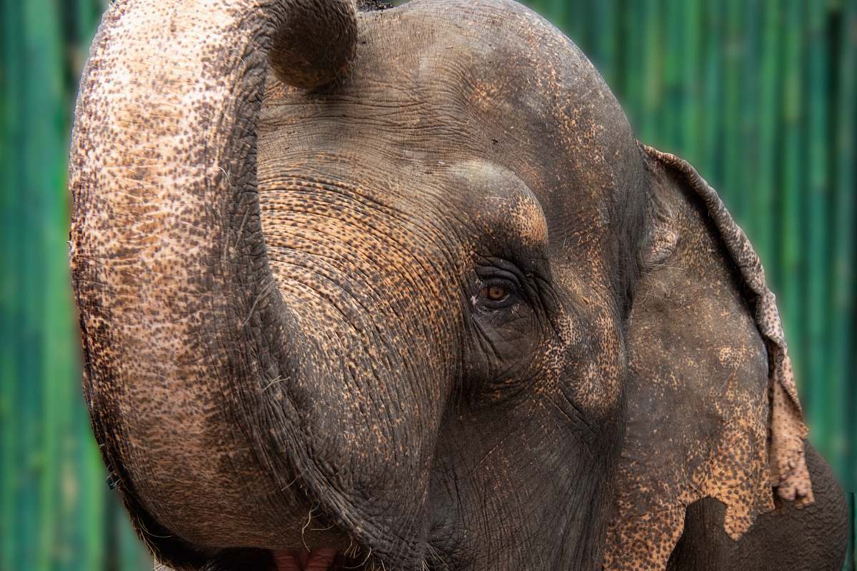 mammal grey elephant wildlife