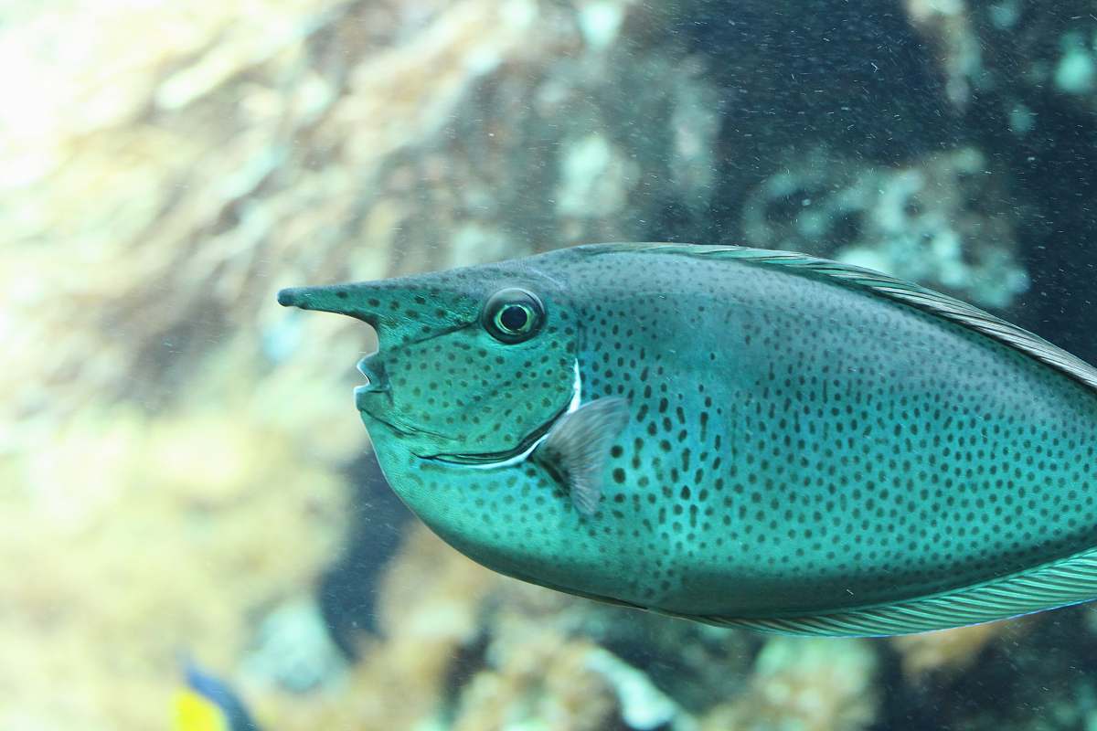 fish grey fish water