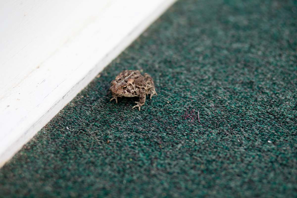 toad grey frog on grey surface amphibian