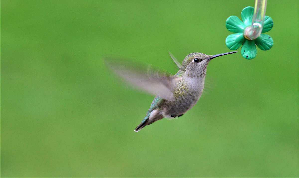 bird grey hummingbird flying hummingbird