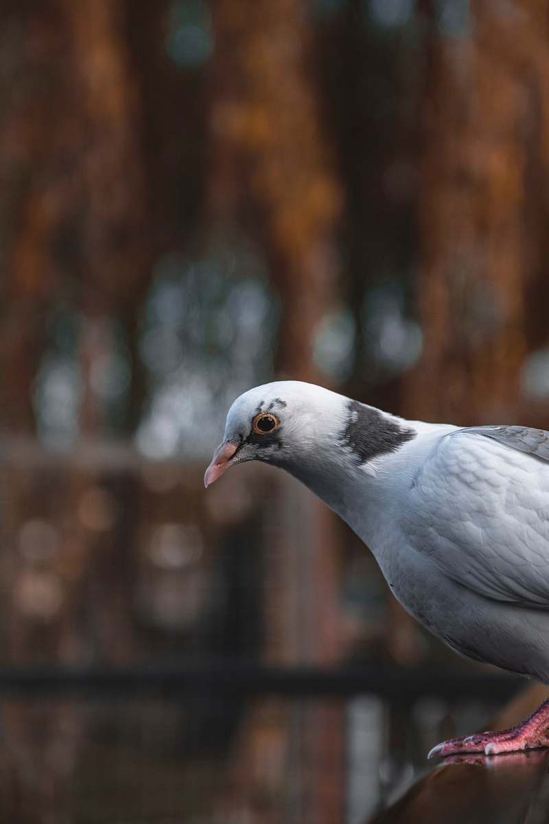 bird grey pigeon pigeon