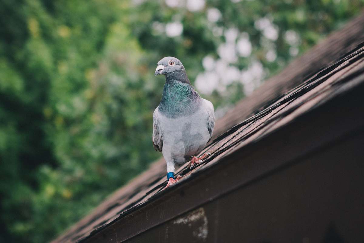 bird grey pigeon on roof pigeon