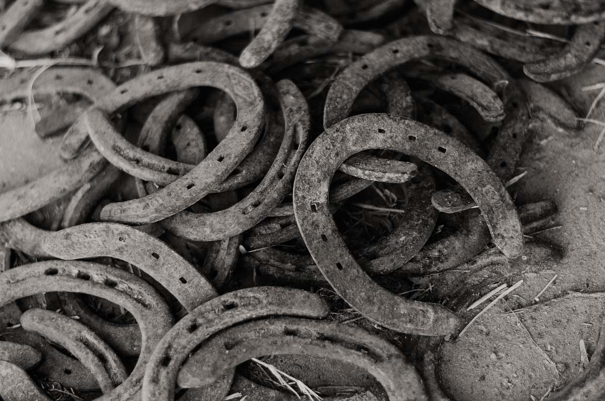 reptile greyscale photography of horseshoes lot snake