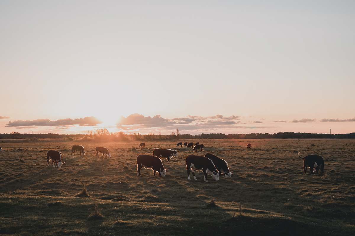 Immerse yourself in this tranquil pastoral scene featuring a harmonious group of cows and a field of majestic horses. This picturesque landscape captures the essence of rural life, perfect for projects related to agriculture, nature, and animal husbandry. Ideal for use in brochures, websites, and social media focused on farming, equestrian activities, and serene outdoor imagery.