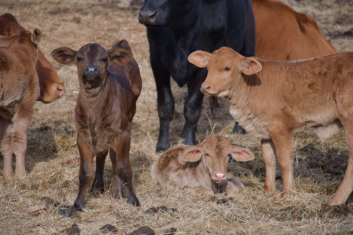 cattle group of cows on brown field cow