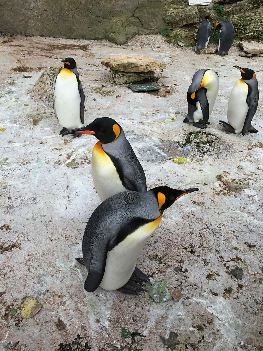 bird group of penguins on focus photography penguin