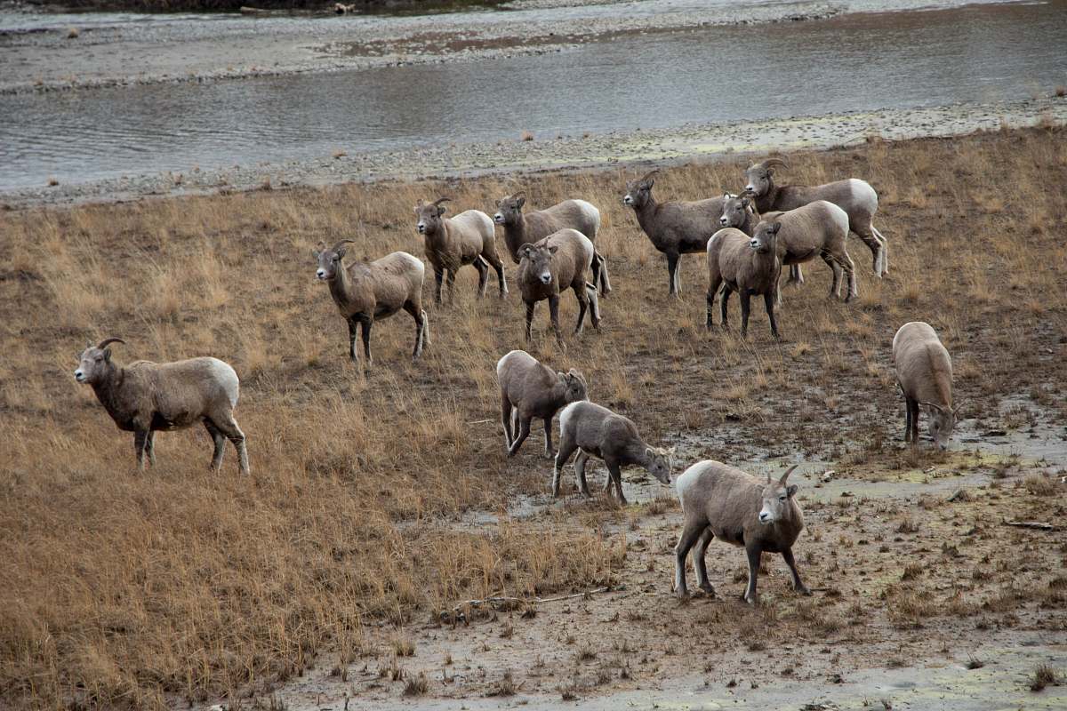 mammal group of ram in open field sheep