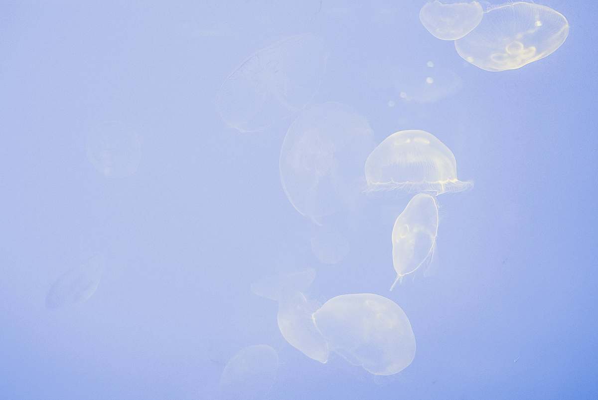 jellyfish group of transparent jellyfish ocean