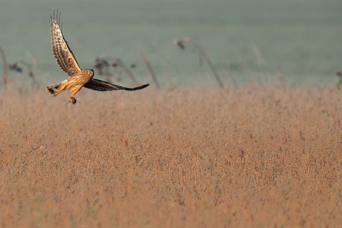 bird hawk flying above brown grass flying