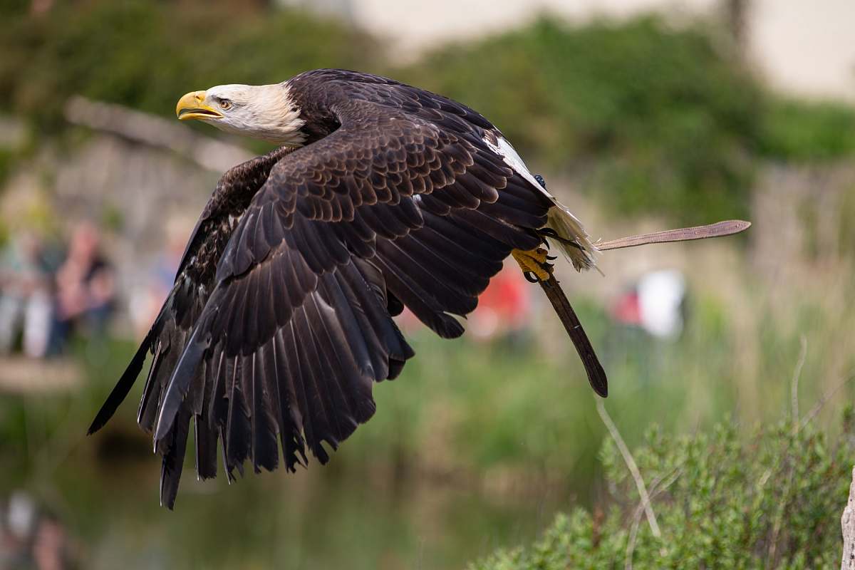 bird hawk in flight eagle