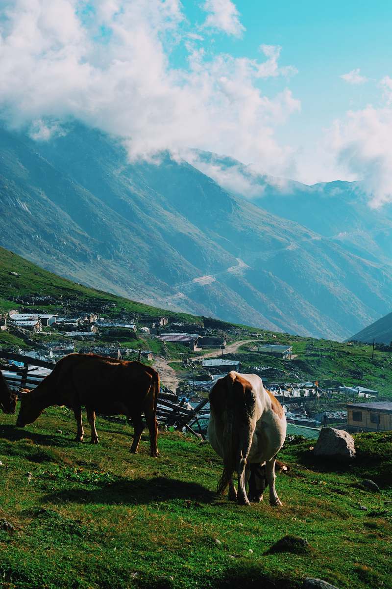 cattle herd of cows at the mountain foot cow
