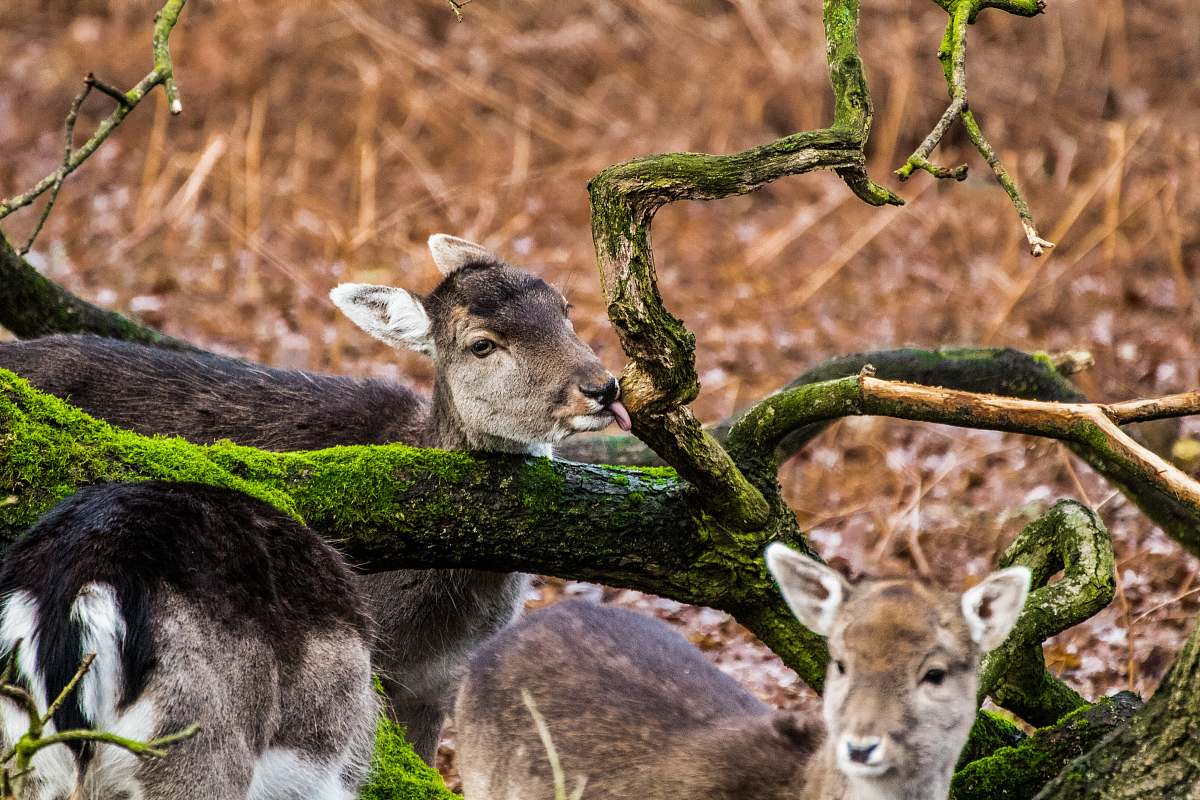 wildlife herd of deer near brown tree during daytime deer