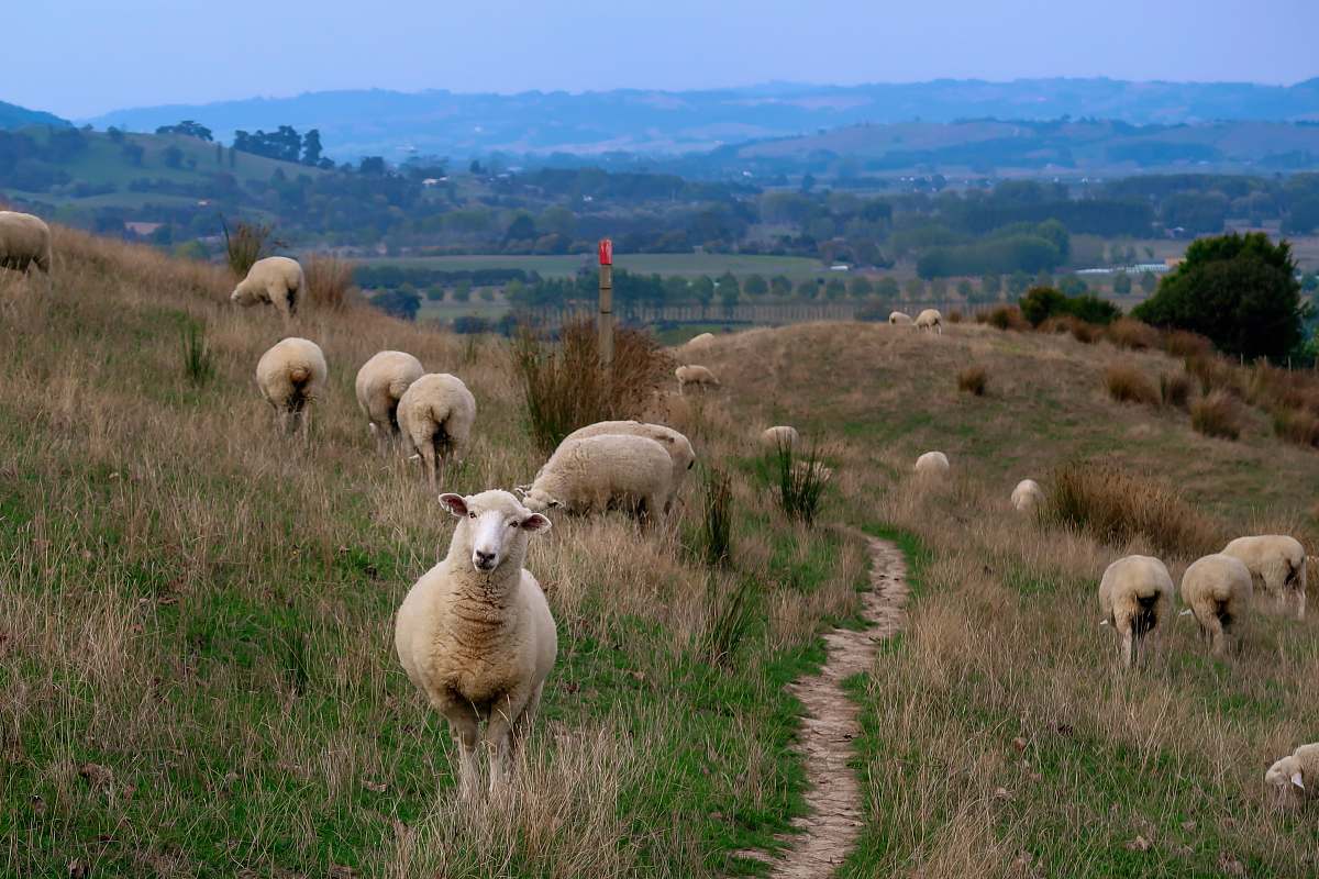 mammal herd of sheep grazing during daytime sheep