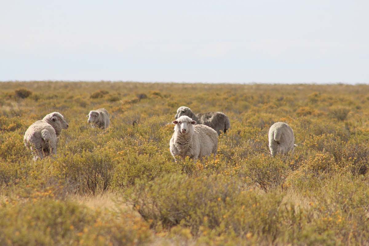 mammal herd of sheep on grass field sheep
