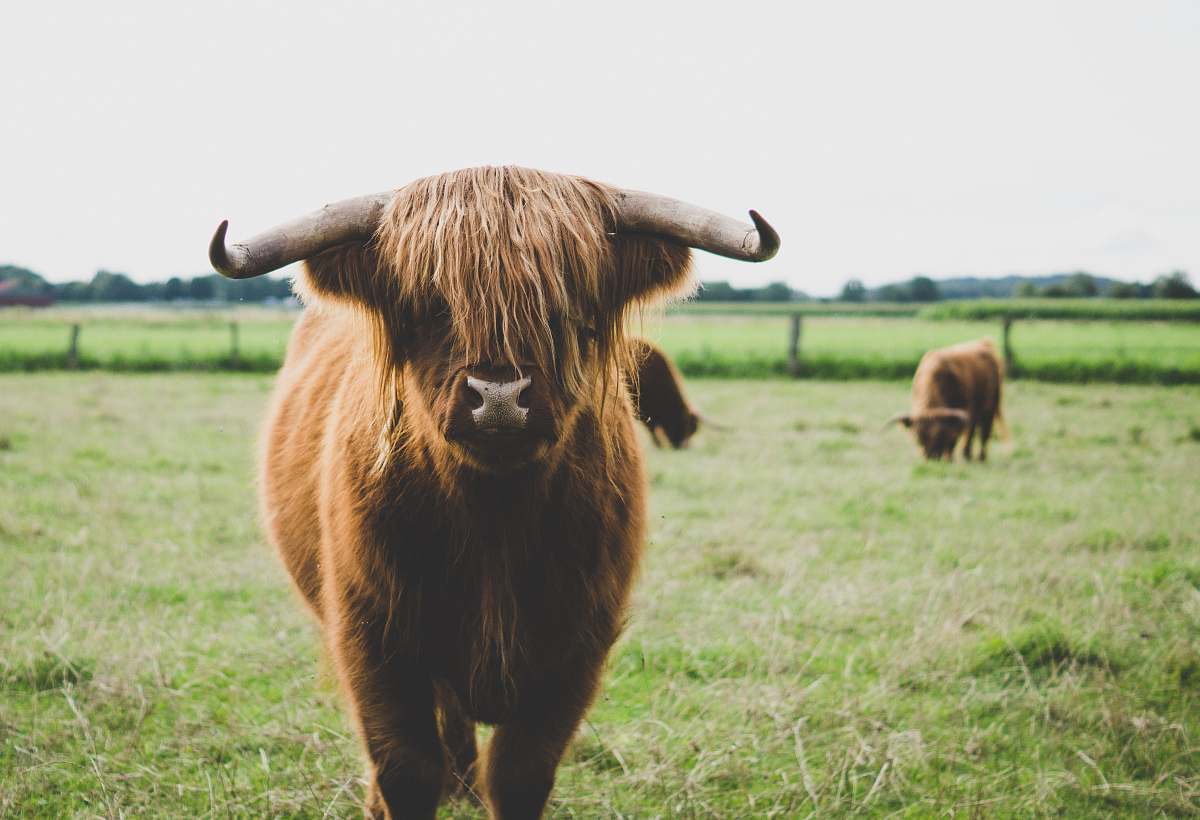 cattle highland cattle at the field during day wildlife