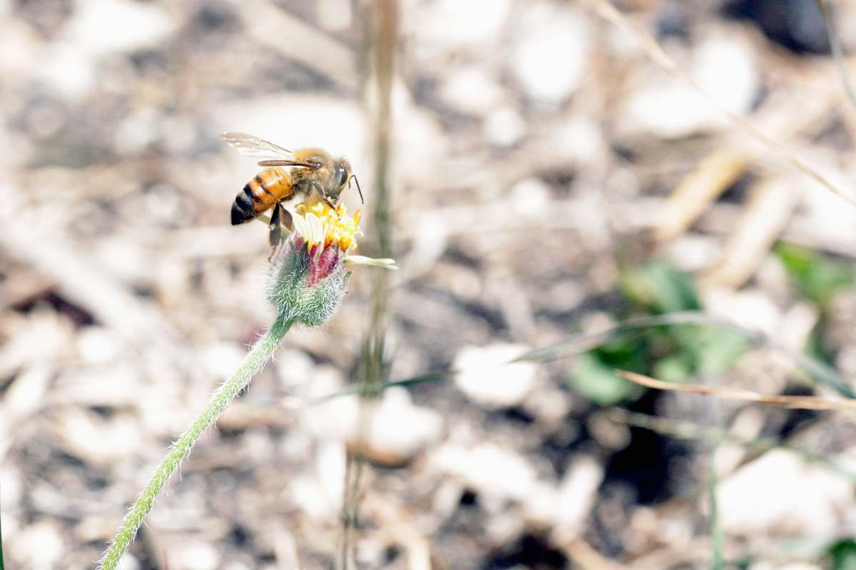 invertebrate honey bee perching on flower apidae