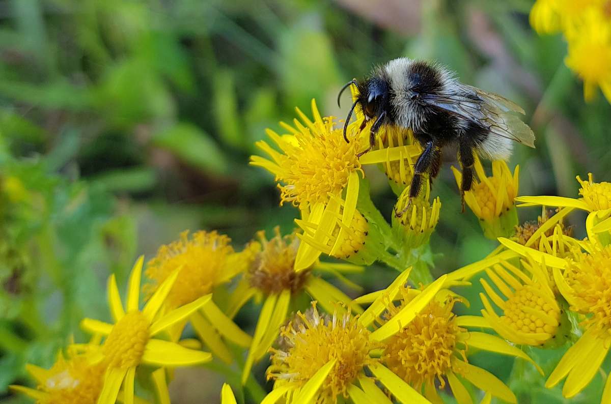 apidae honeybee on yellow flower bee