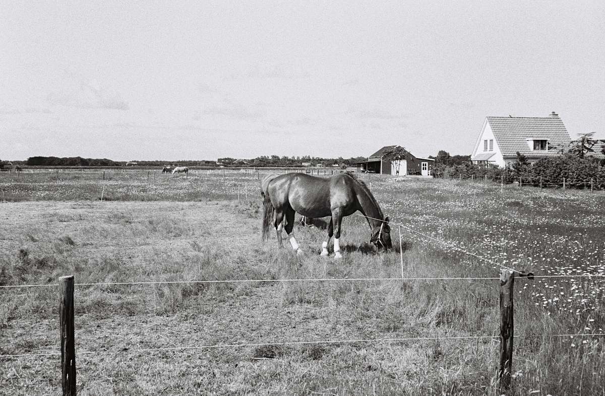 black-and-white horse eating grass horse