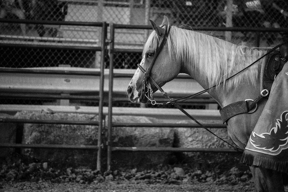 black-and-white horse with saddle near fence horse