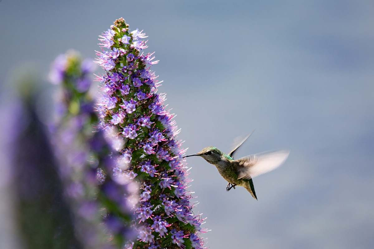 bird hummingbird perching on blue flower hummingbird