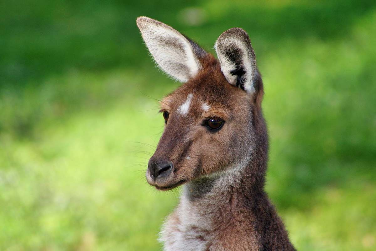 kangaroo Kangaroo photo wallaby