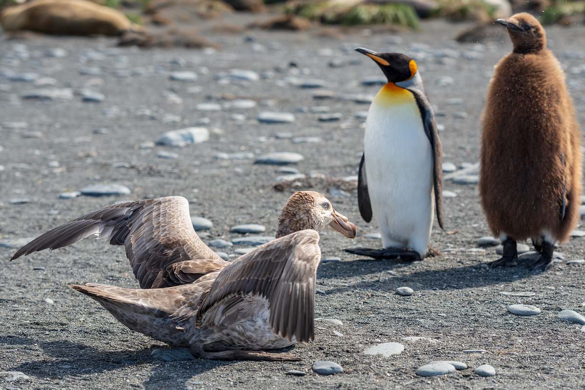 bird king penguin and white penguin standing near gray bird penguin
