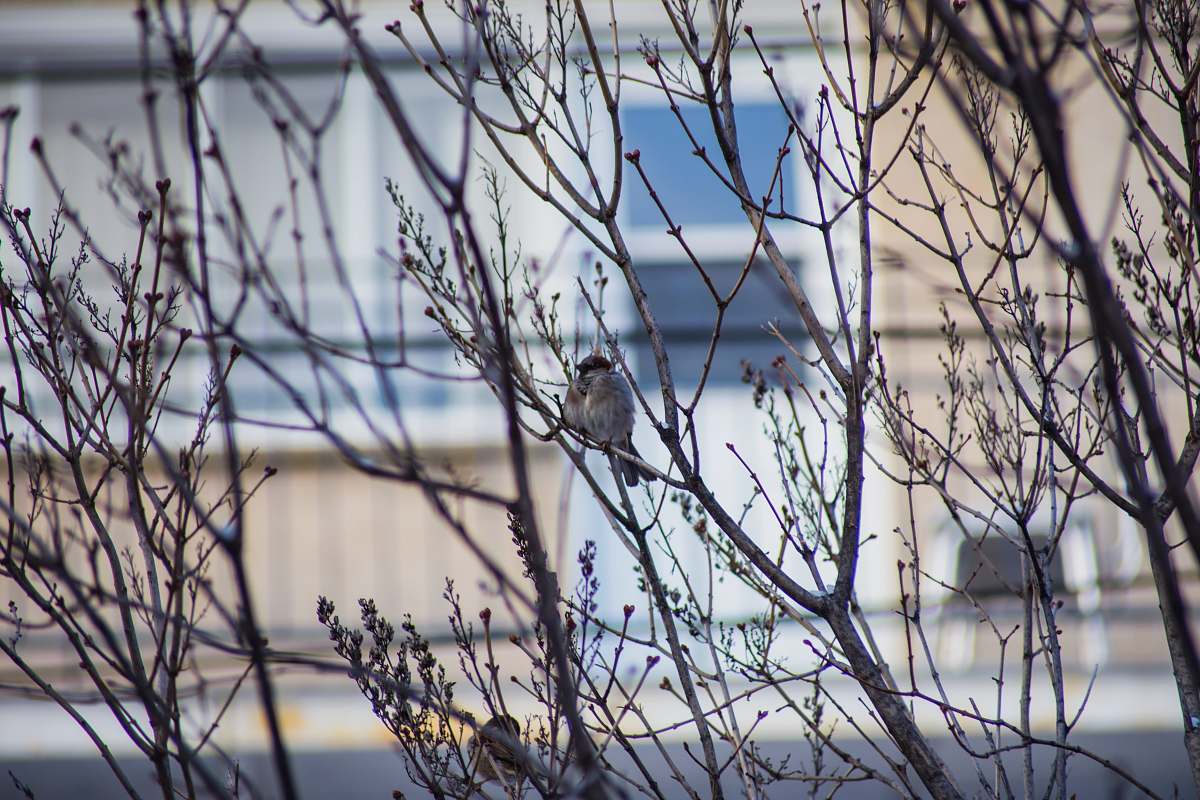 bird leafless tree near building jay