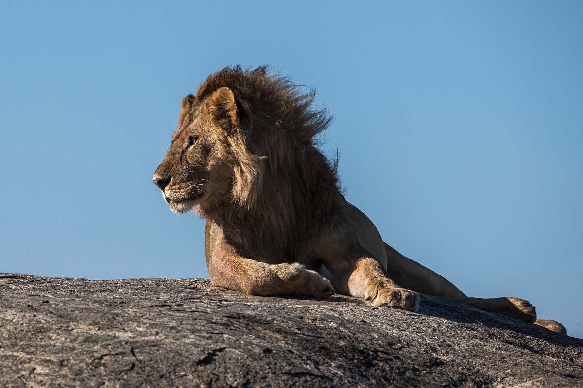 wildlife lion laying on ground facing sideways lion