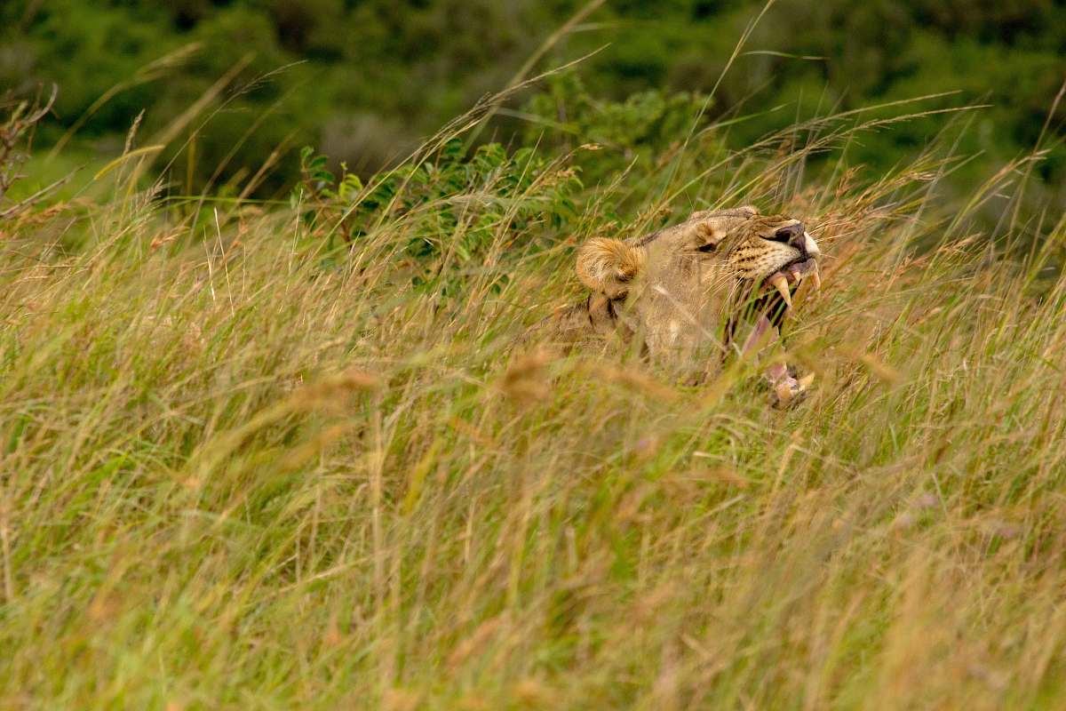 mammal lion on grass field during daytime lion