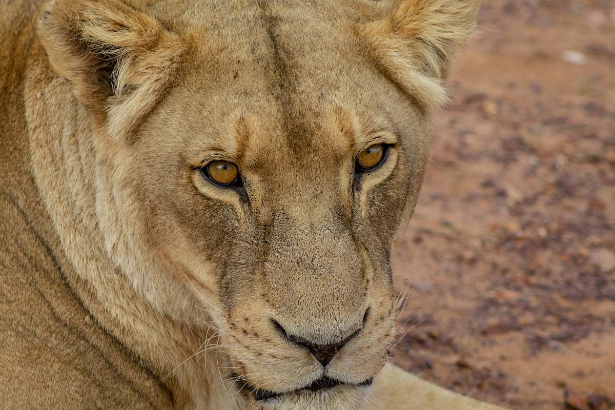 wildlife lioness animal lion