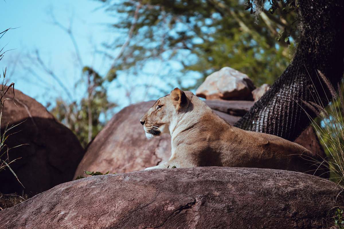 mammal lioness on rock lion