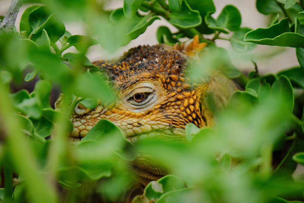 iguana lizard on vegetation close-up photography lizard