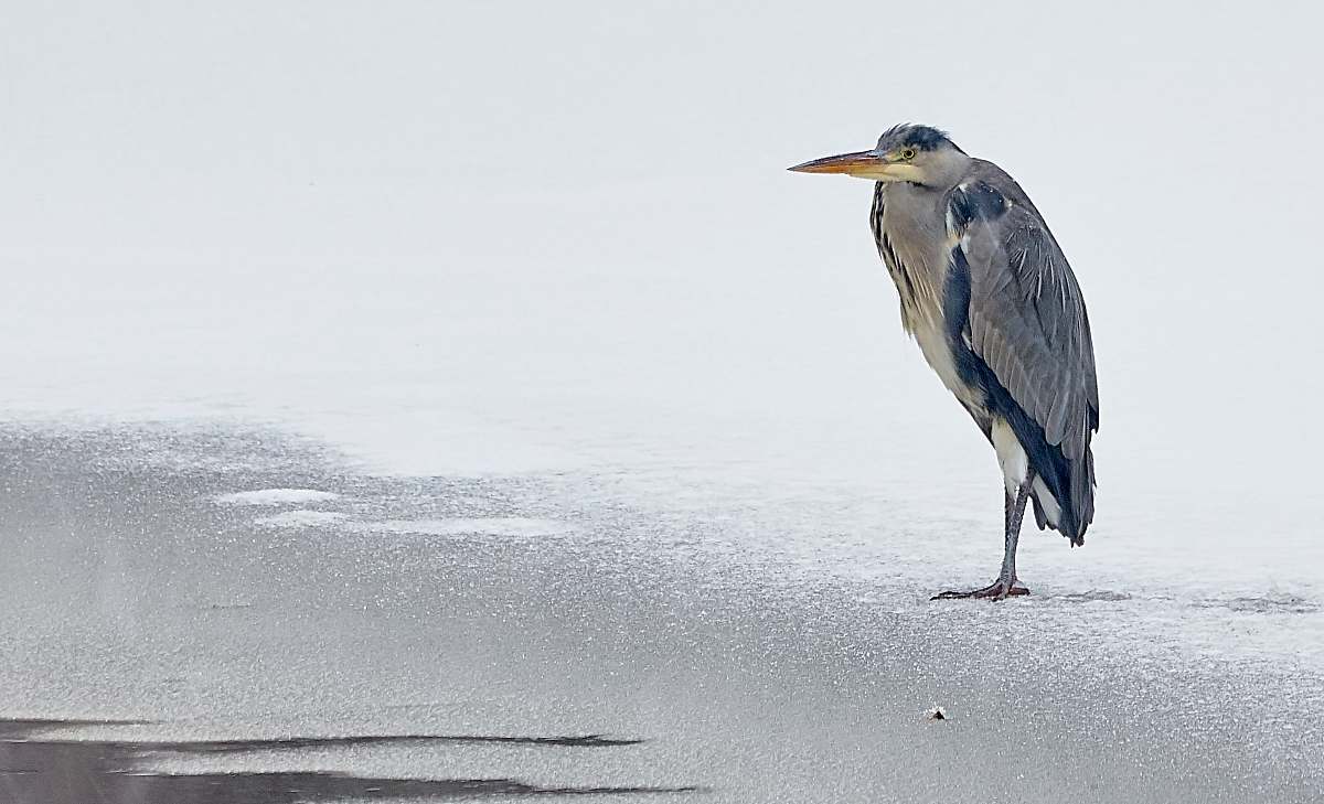 waterfowl long-beaded gray and black bird on shore stork