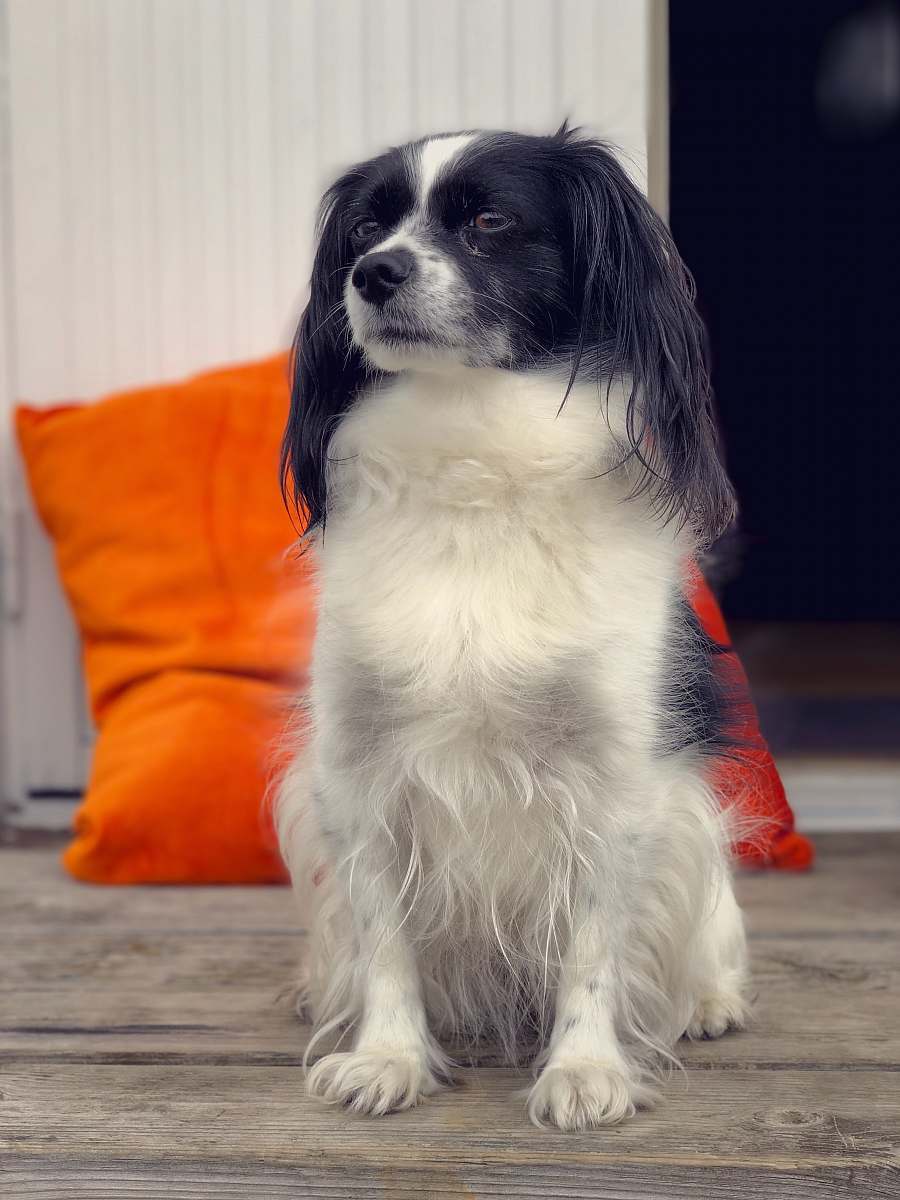 pet long-coated black and white dog on focus photography dog