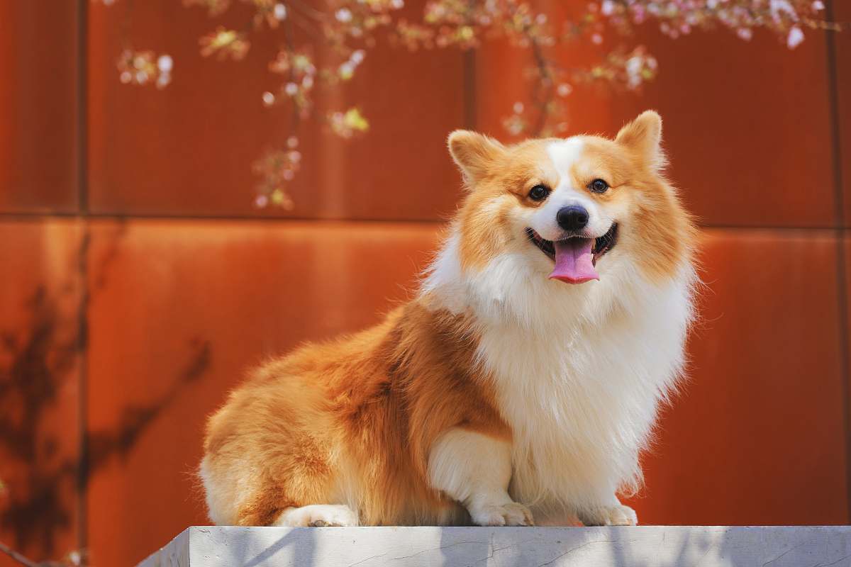 dog long-coated white and brown dog pet