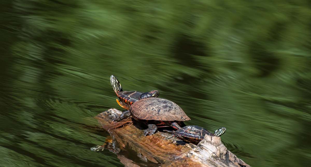 reptile long exposure photography of three brown turtles on body of water sea life