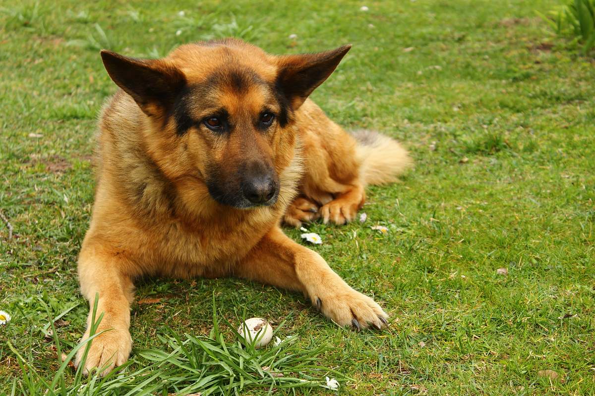 pet long-haired dog lying on grass field dog