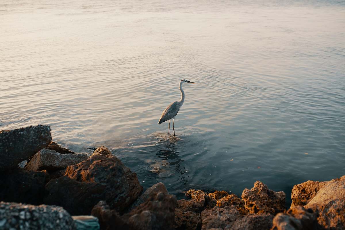 bird long legged bird at the body of river water