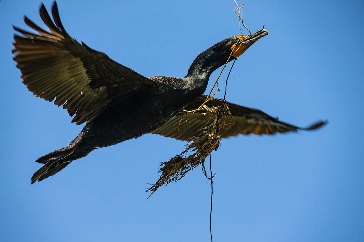 bird low-angle photography of black bird waterfowl