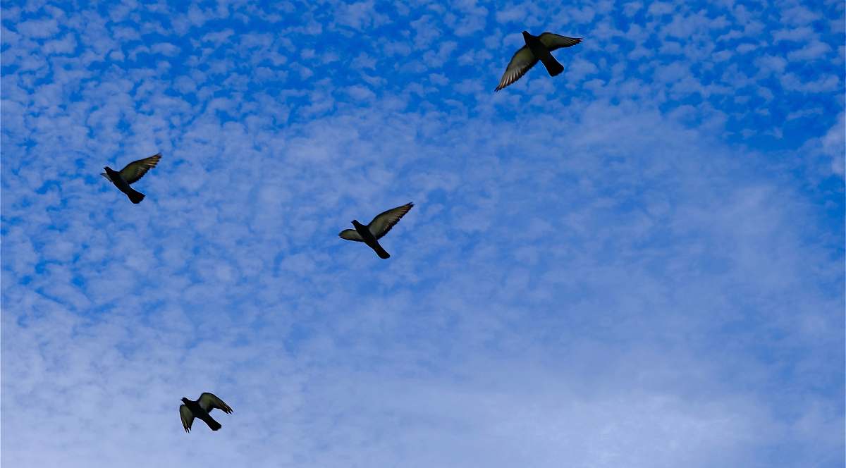 bird low angle view of four birds flying under cirrus clouds flying