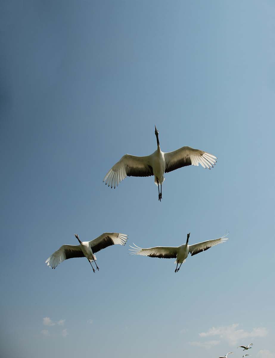 bird low angle view of three flying crane birds flying