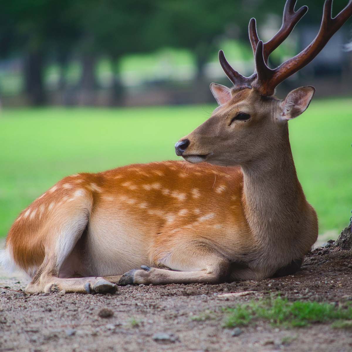 mammal lying deer on ground wallaby