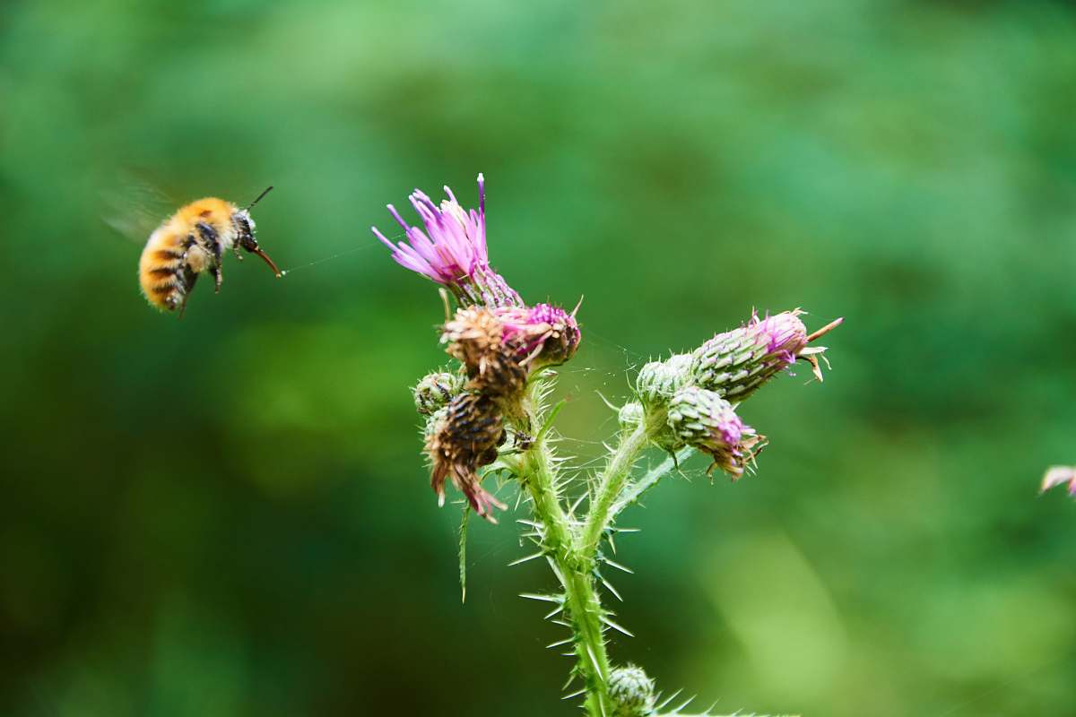 bee macro photo of yellow bee apidae
