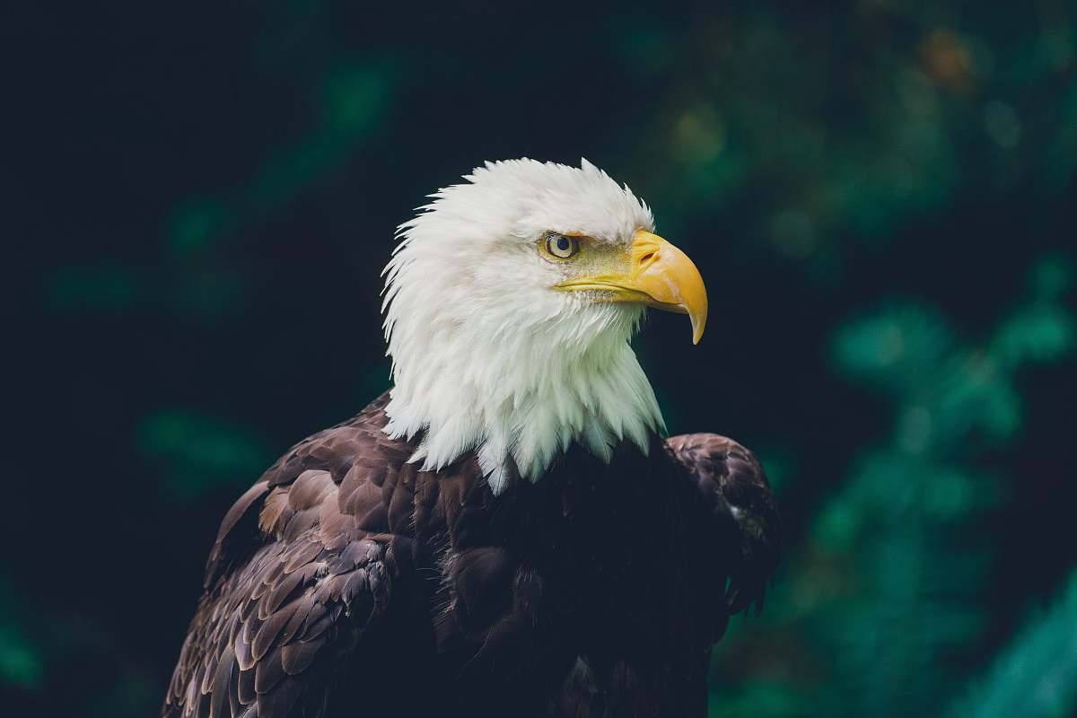bird macro photography of bald eagle eagle