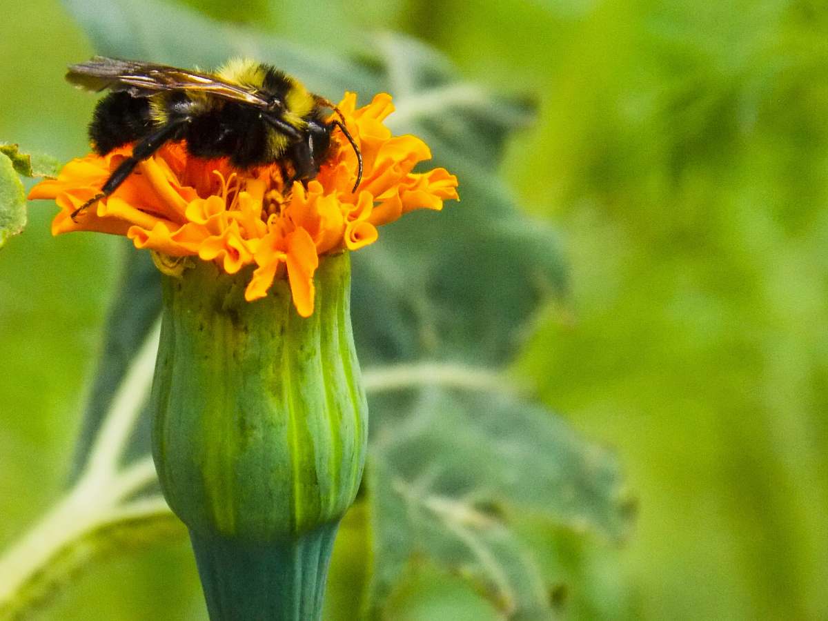 apidae macro photography of black and yellow bee pollinated on yellow flower invertebrate