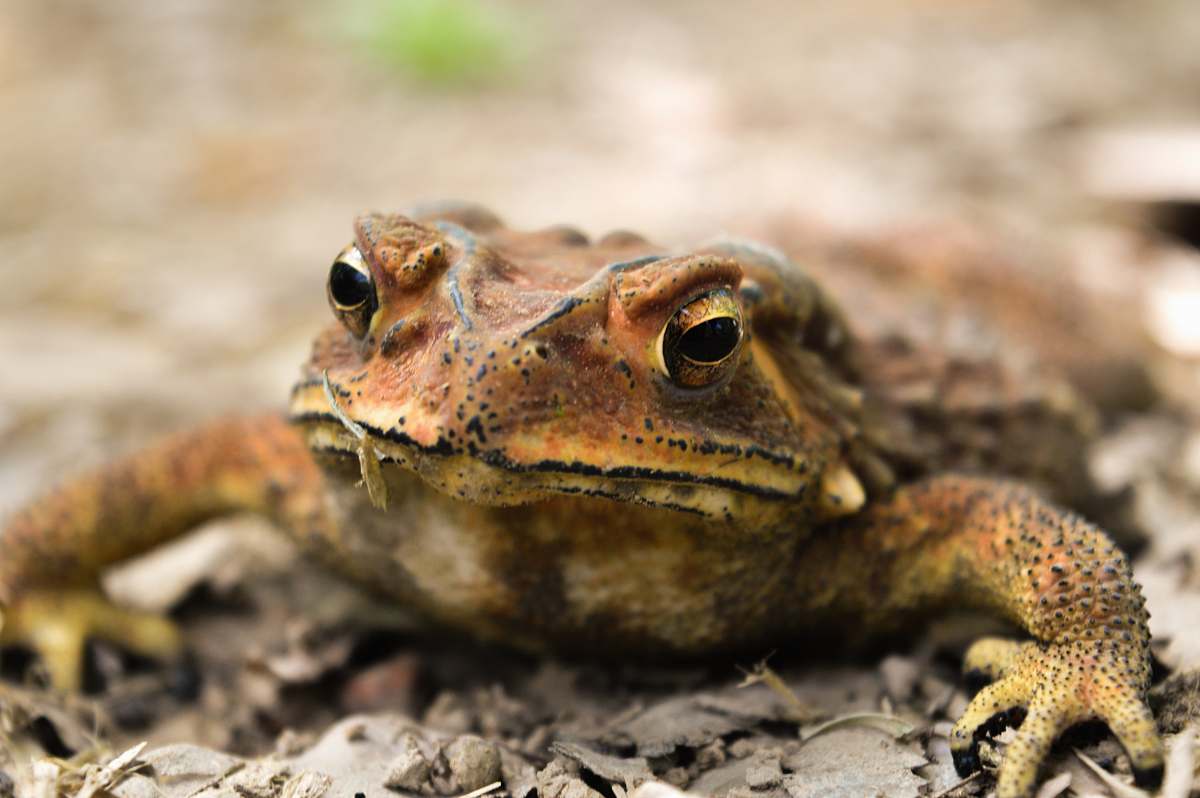 lizard macro photography of brown from reptile