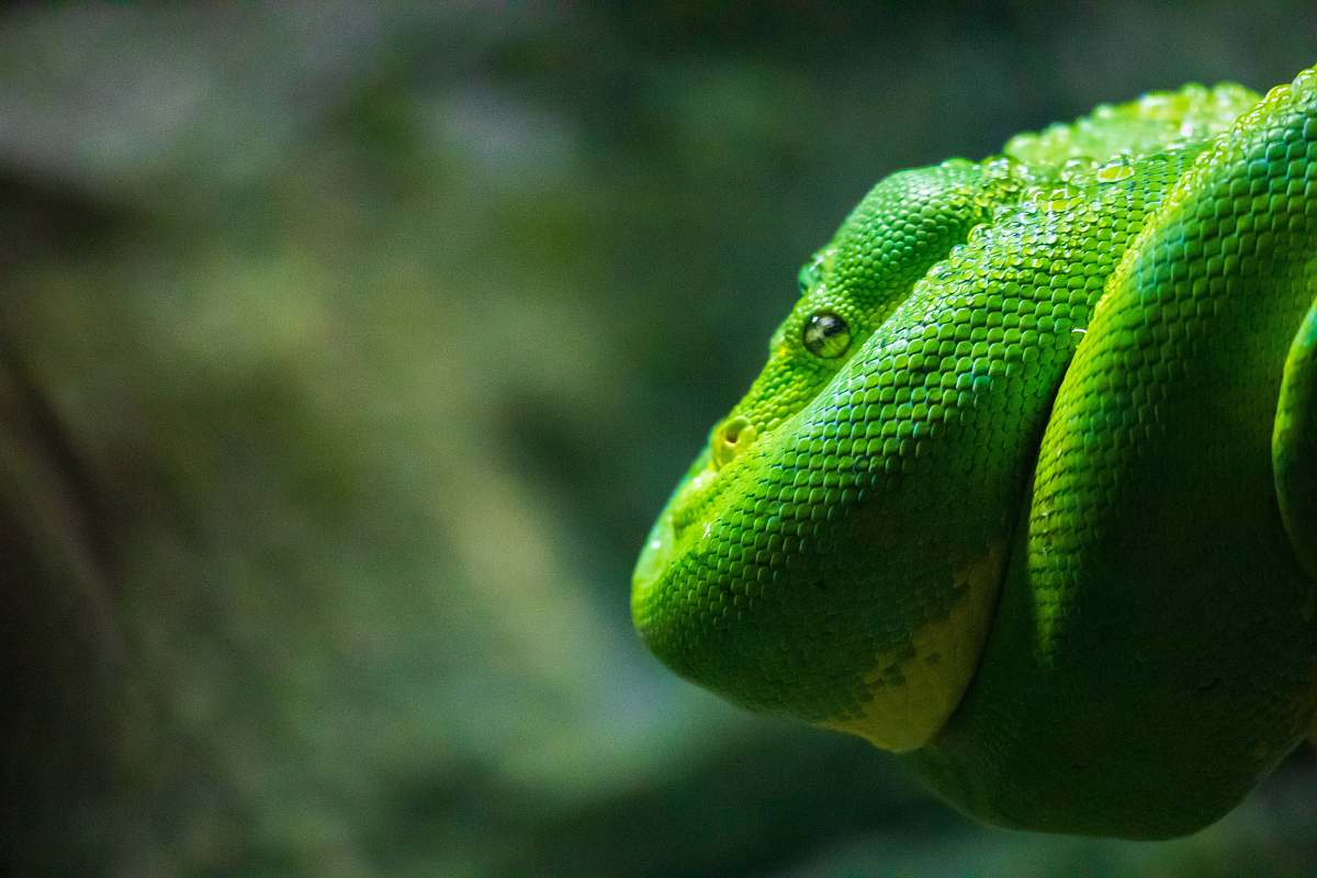reptile macro photography of green and yellow snake snake