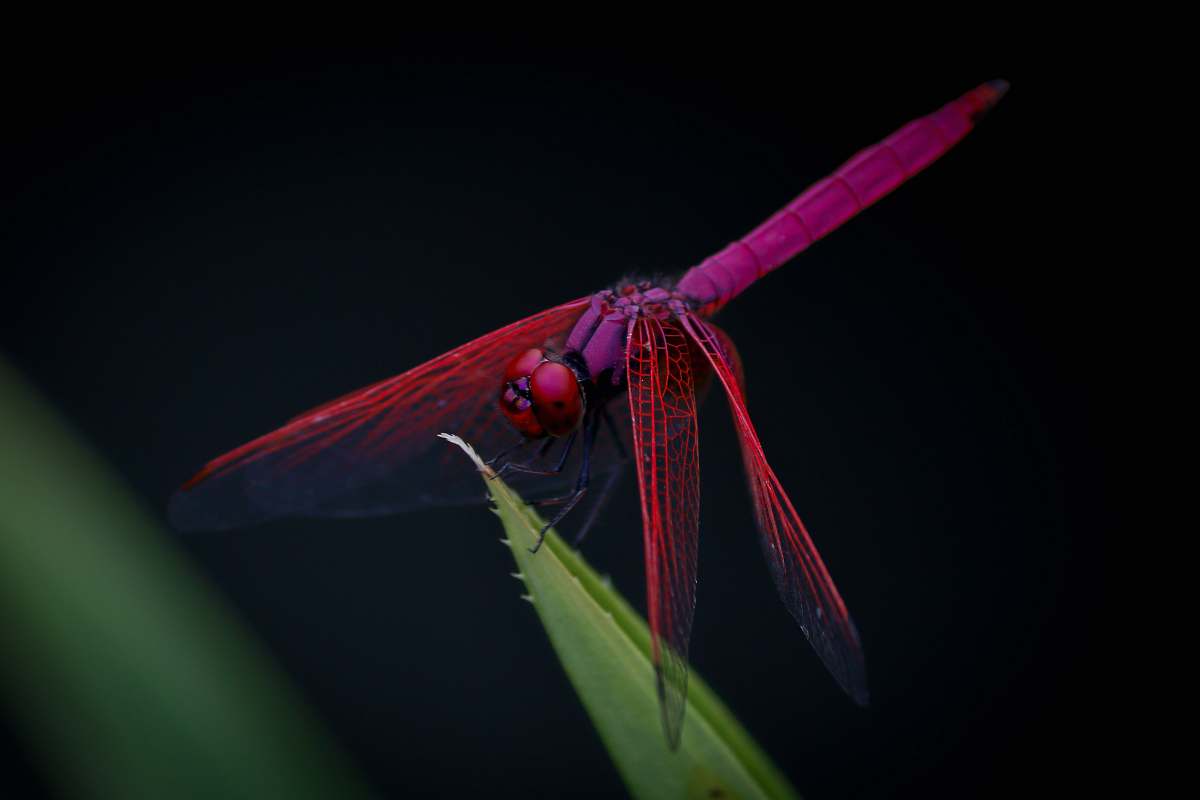 dragonfly macro photography of red dragongly insect