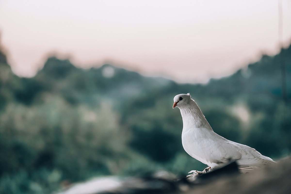 bird macro photography of white dove grey